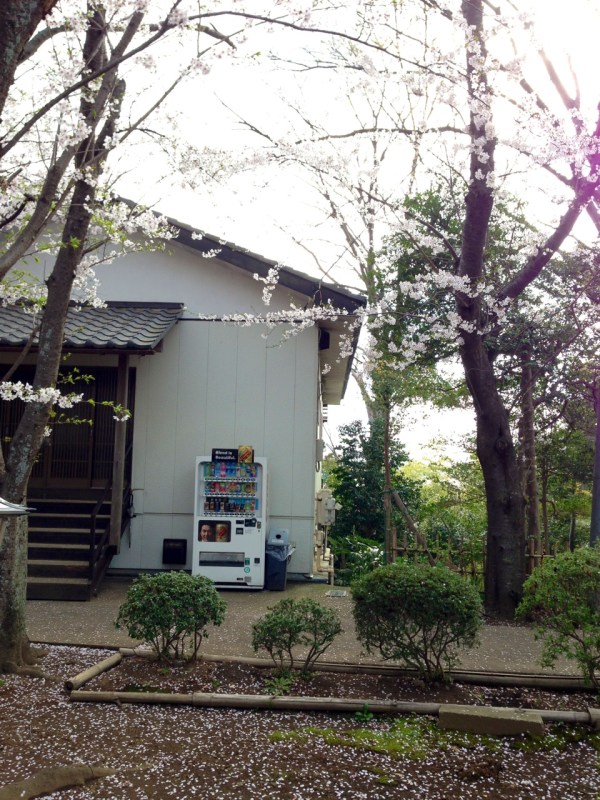 Vending machine and blossoms